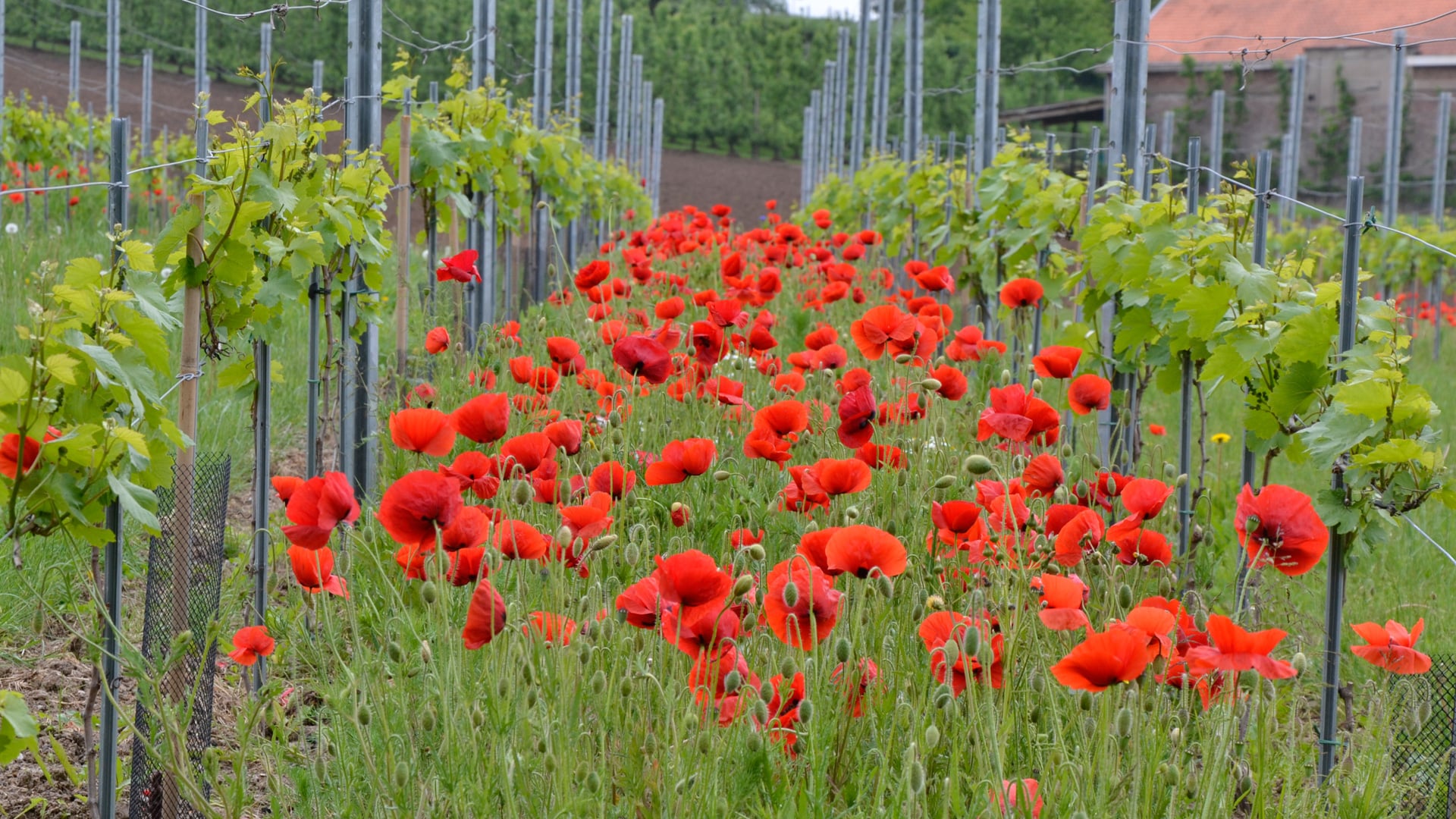 Het domein - Domein Marsnil