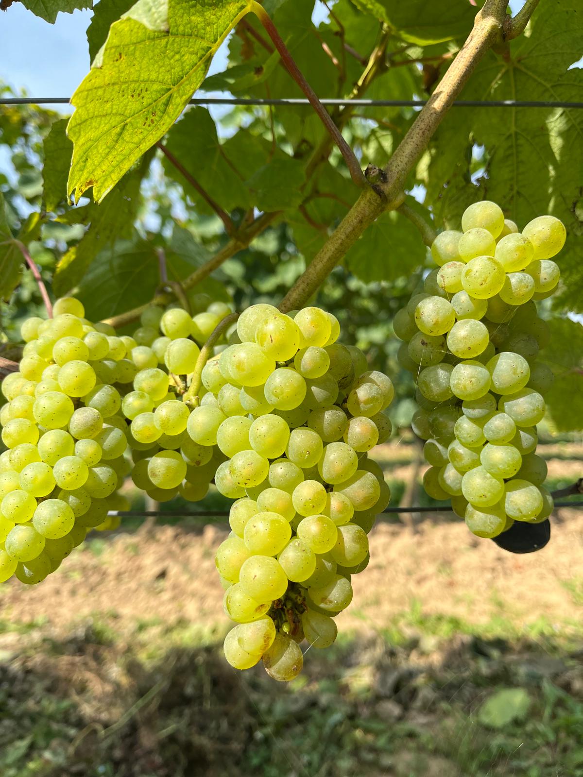 Het domein - Domein Marsnil