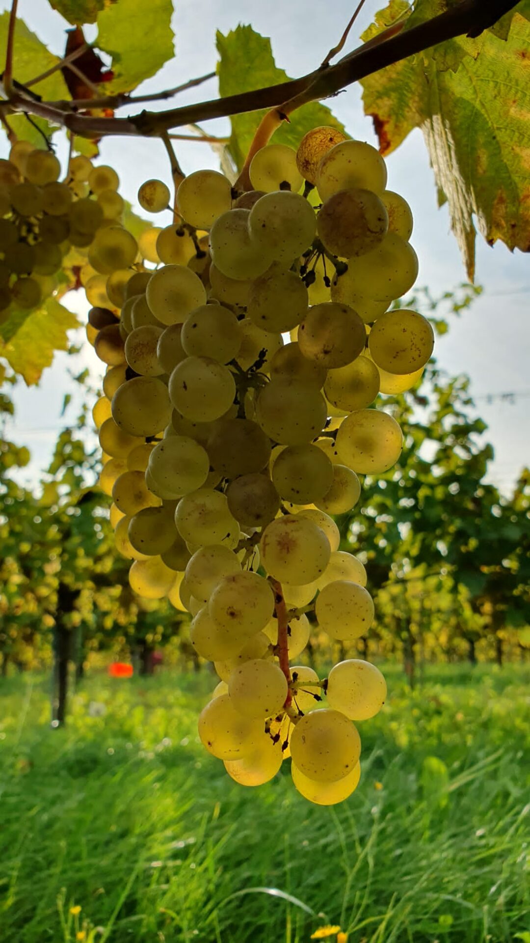 Wijndomein - Domein Marsnil