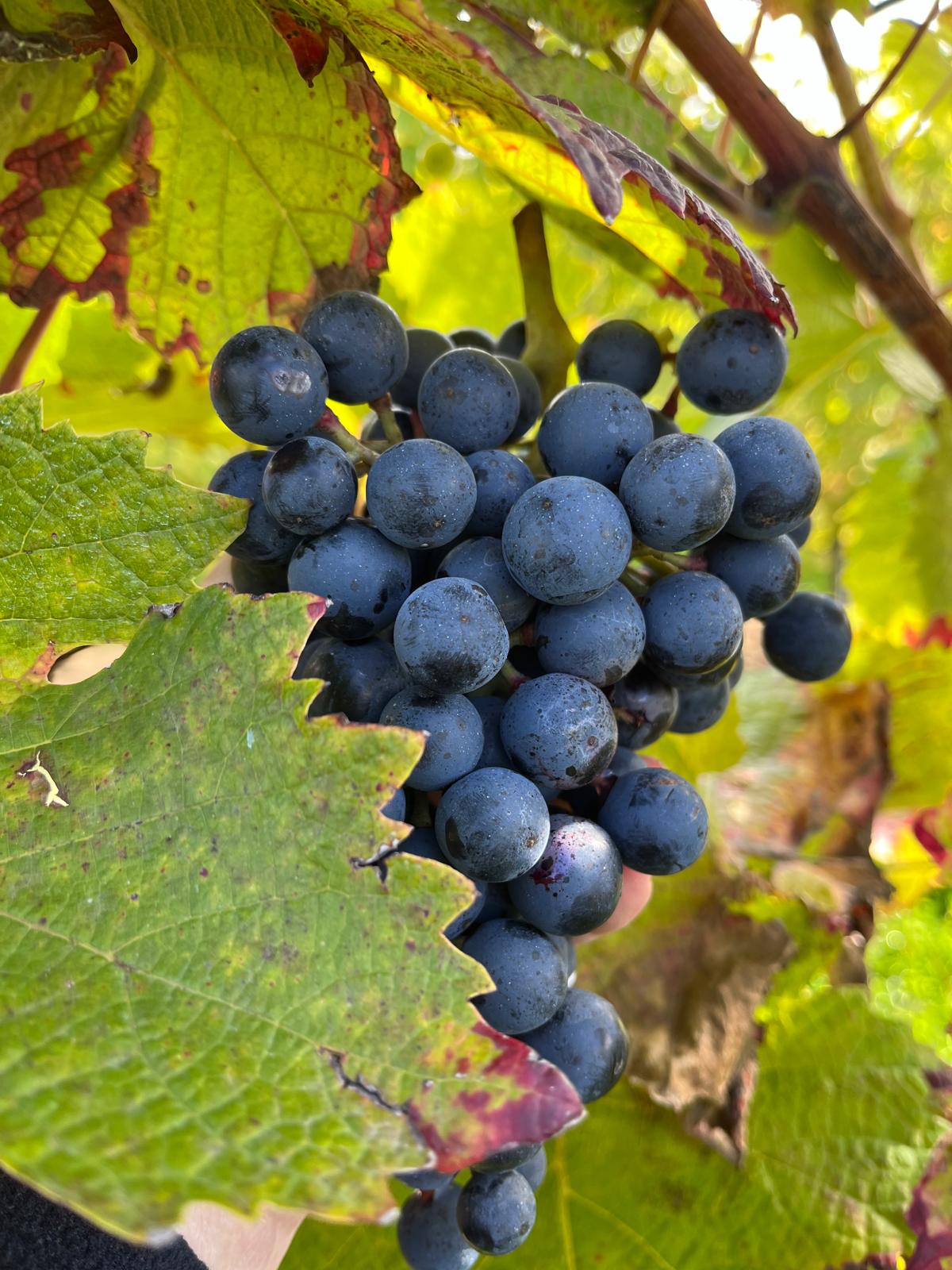 Het domein - Domein Marsnil