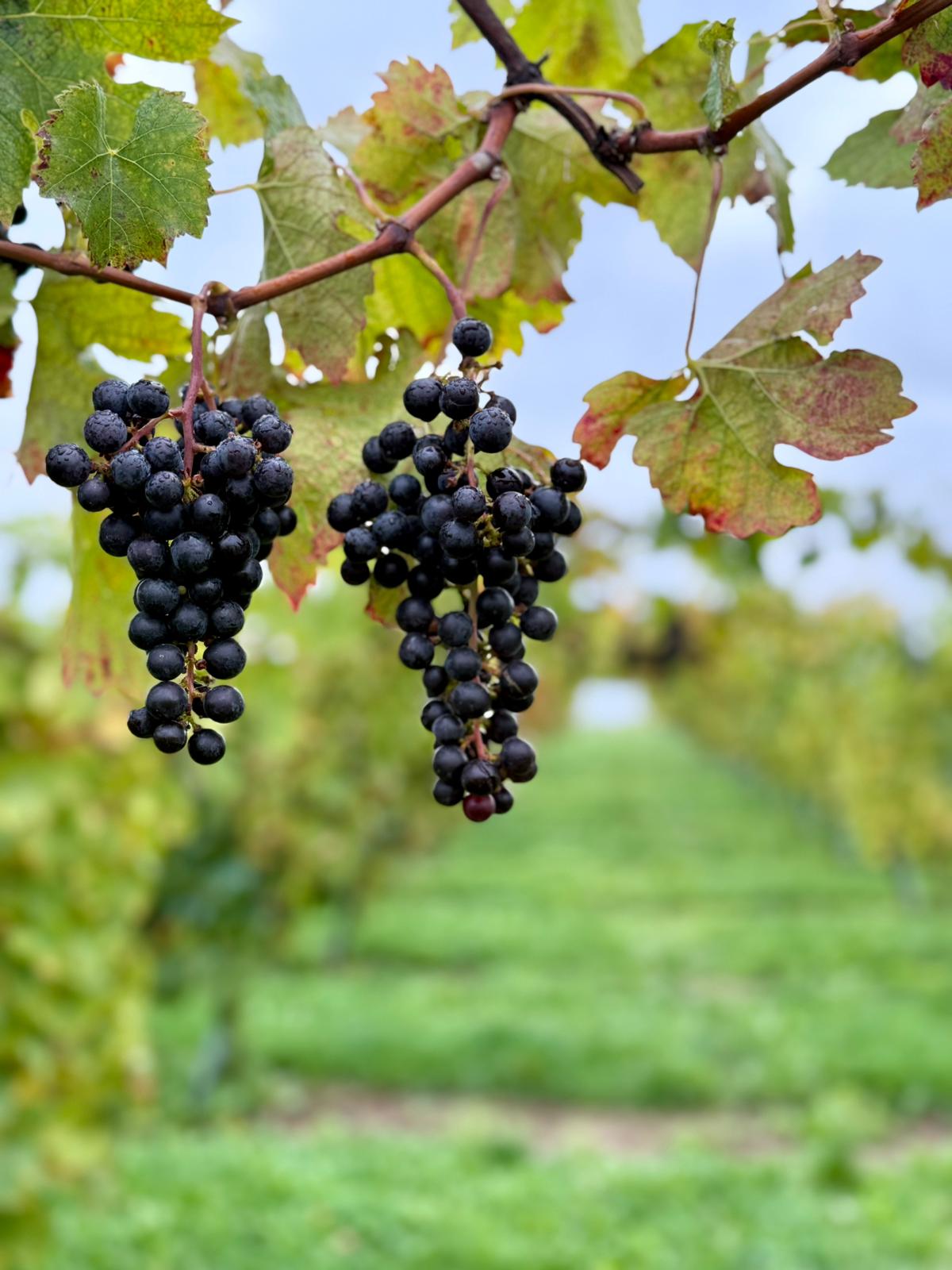 Wijndomein - Domein Marsnil